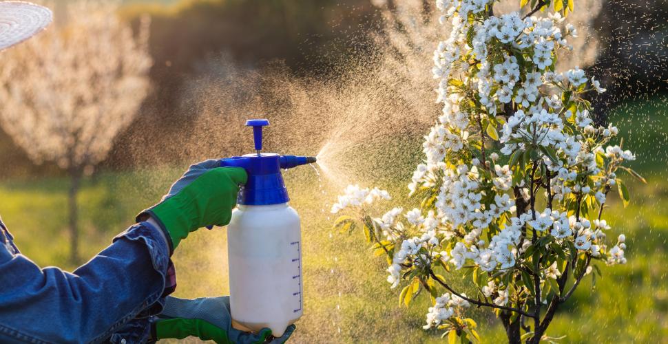 7 tips to keep the plants beautiful and green in summer