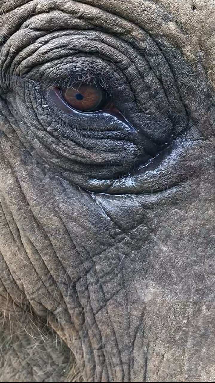 India's OscarWinning ‘The Elephant Whisperers’ Was Shot At This