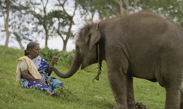 Bomman and Bellie inspiration of The Elephant Whisperers 