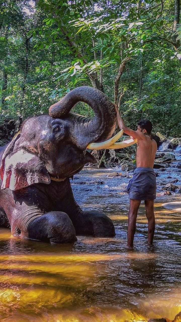 India's OscarWinning ‘The Elephant Whisperers’ Was Shot At This