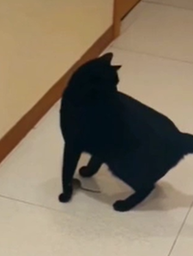 Watch: Cat Gets Outsmarted By Jerry-Like Mouse