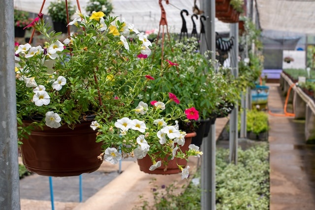 How To Plant Flower In Pots