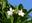 Growing Euphorbia Thymifolia