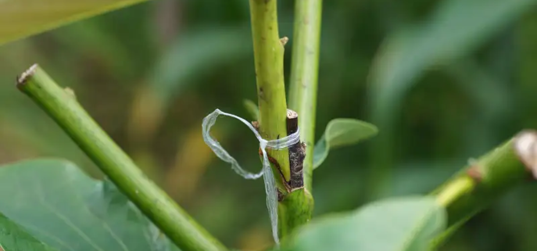 How To Do Side Veneer Grafting