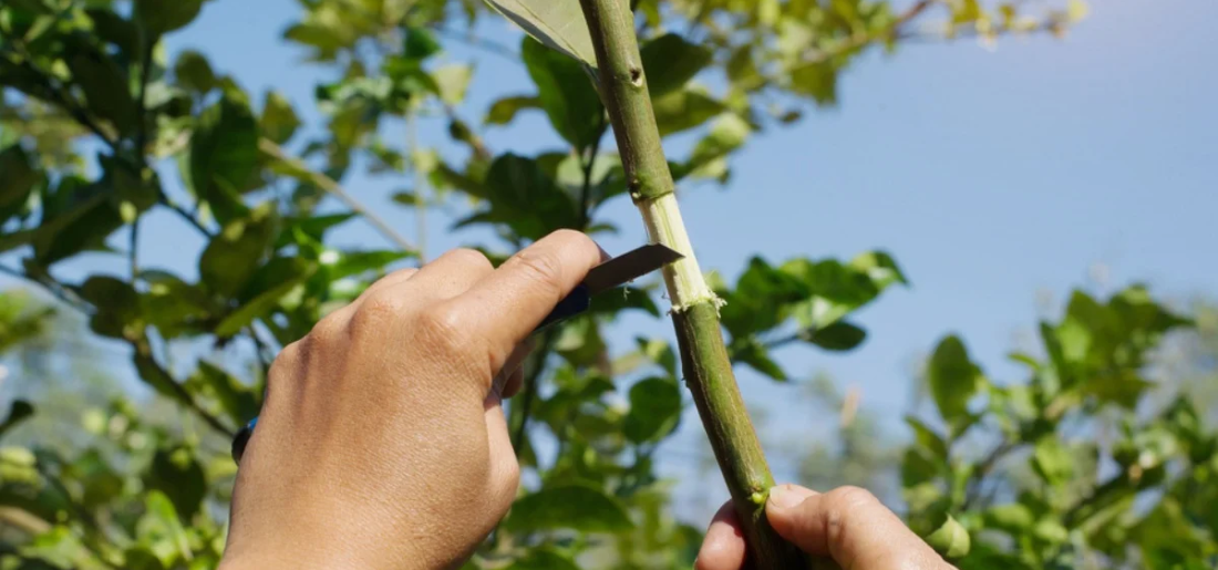 A StepByStep Guide To Perform Saddle Grafting