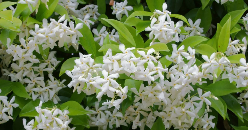 Star Jasmine