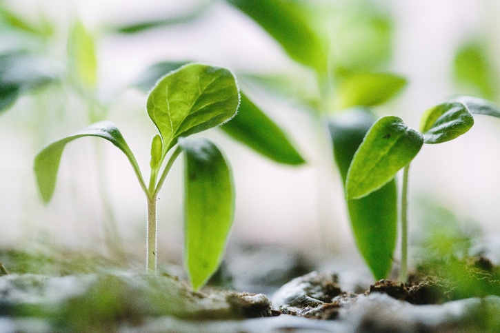 how-to-make-potting-soil-at-home-in-india