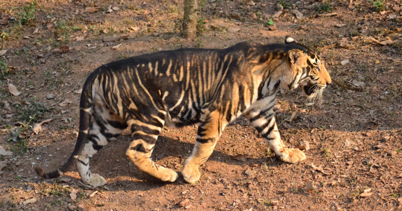 Rare Melanistic Tiger Found Dead In Odisha