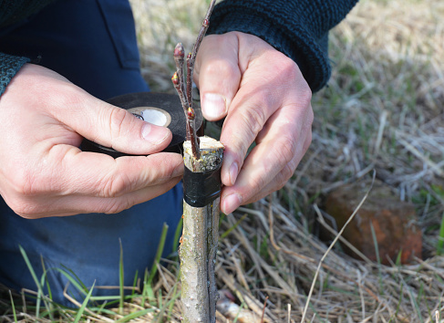 A Step-By-Step Guide To Perform Saddle Grafting