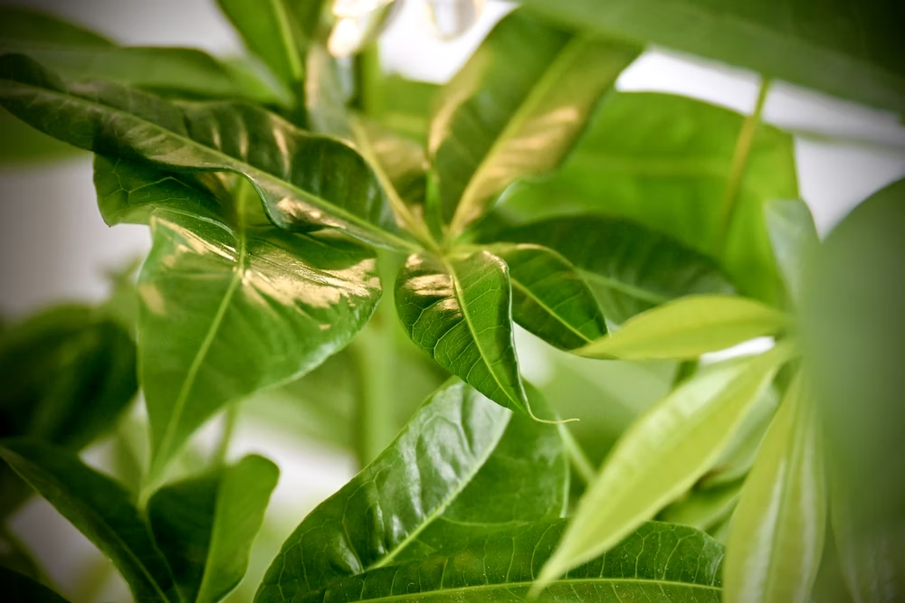 How To Grow Cast Iron Plant