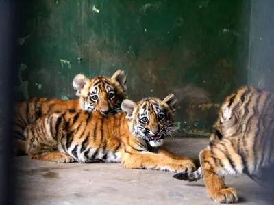 2 Bengal Tiger Cubs Born In Delhi Zoo After 18 Years
