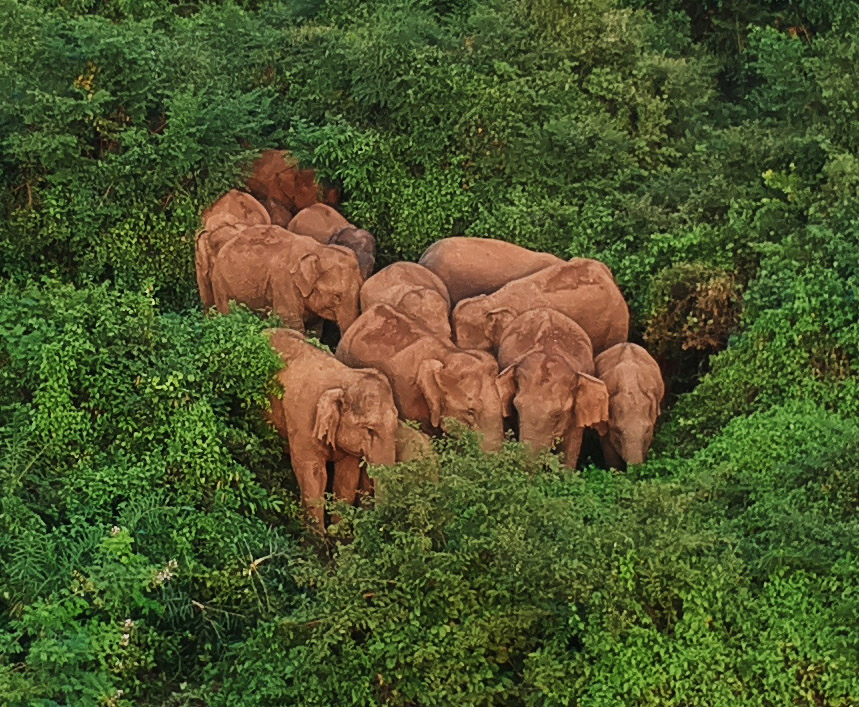 Tragic! Herd Of Four Elephants Die Of Electrocution In Andhra Pradesh