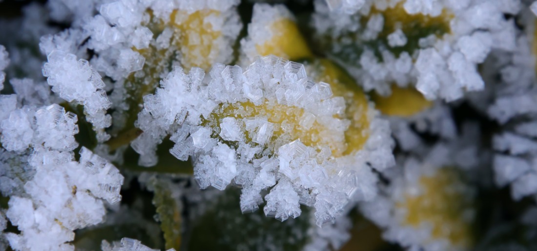 How Can Plants Be Protected From Damage Caused By Cold Weather?