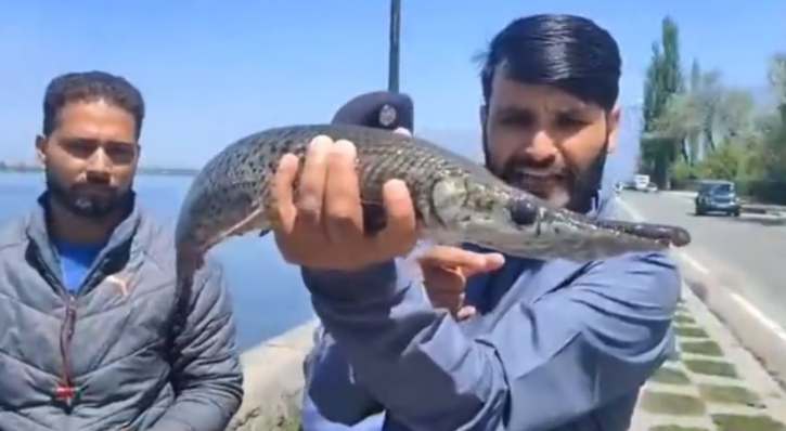 Crocodile fish found in Kashmir