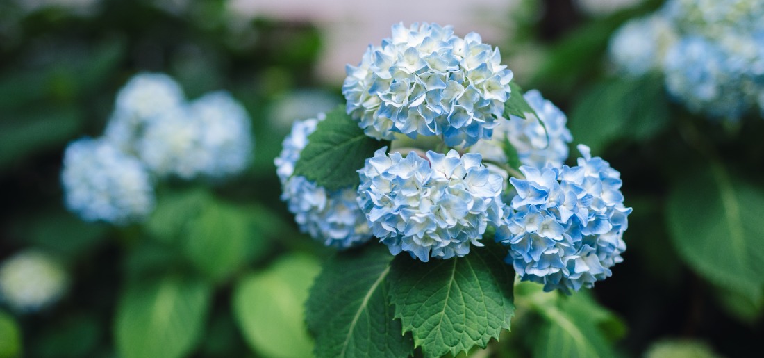 Do Hydrangeas Grow In India