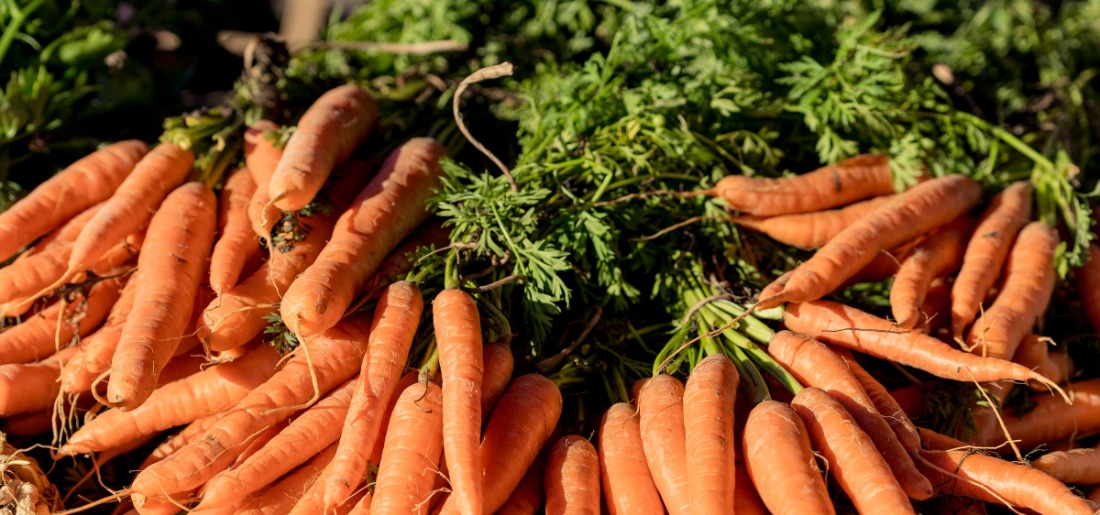 Orange Carrots Gardening & Harvesting At Home