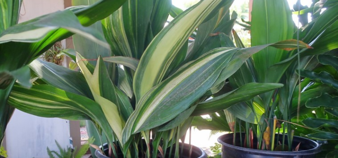 How To Grow Cast Iron Plant