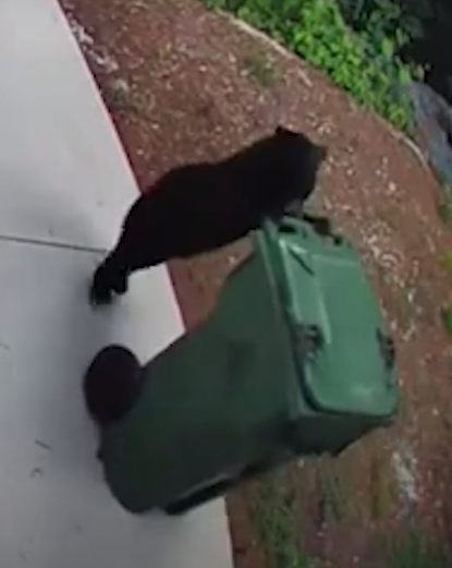 Bear cub takes out trash