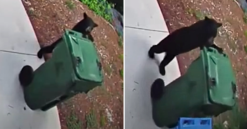 Bear Cub Takes Out The Trash In Viral Video