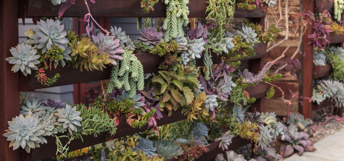 Vertical Succulent Garden