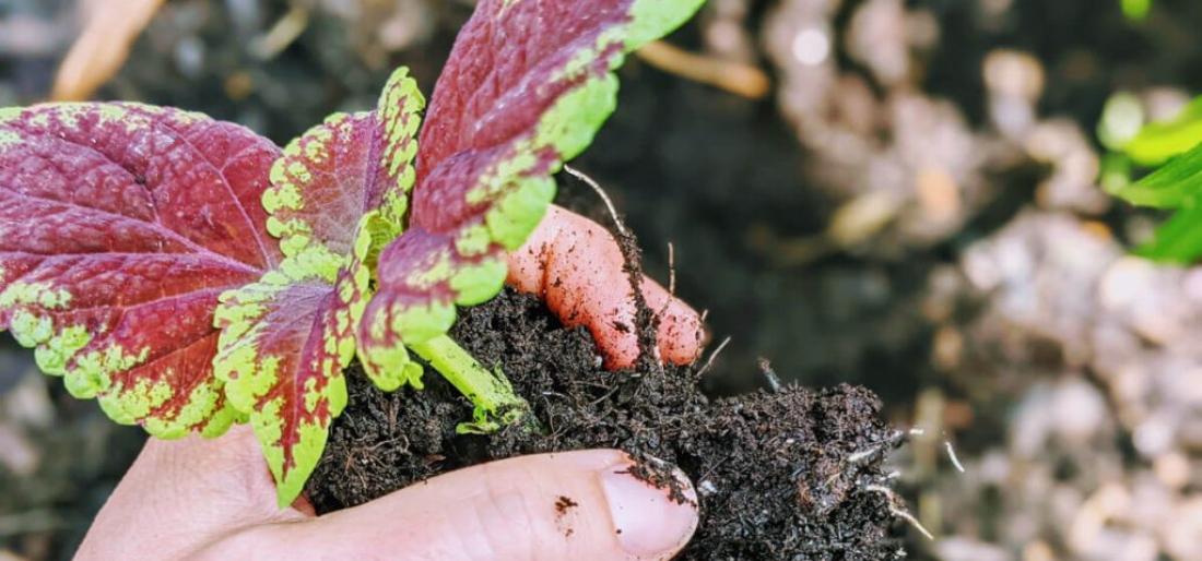 How To Propagate Coleus