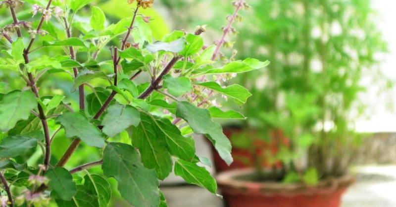 Homemade Pesticides For Tulsi Plant