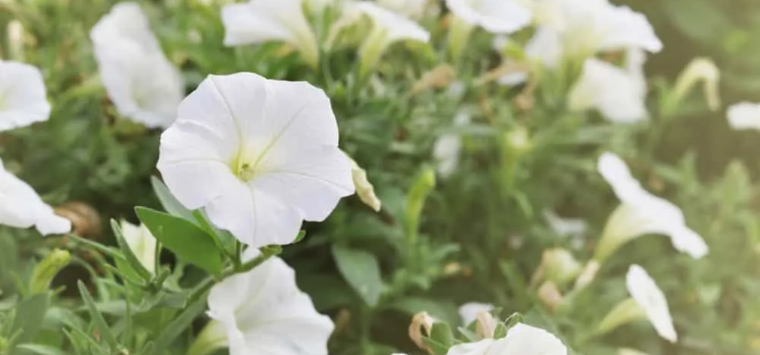 How To Plant Moonflower Seeds