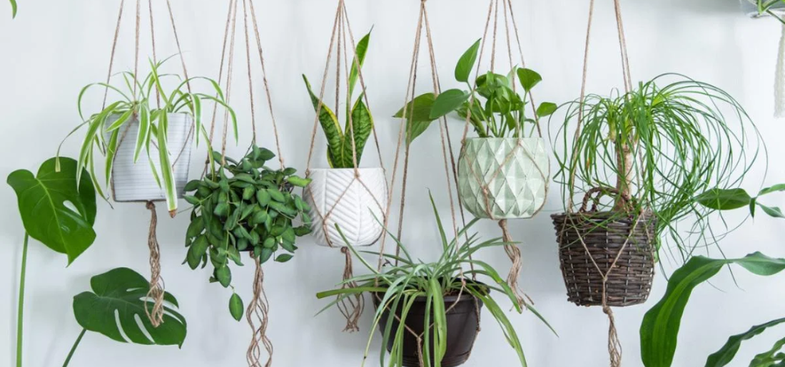 10 Must-Have Hanging Plant Holders