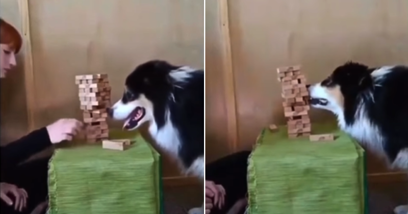 https://im.indiatimes.in/content/2023/May/Dog-Plays-Jenga-In-Viral-Video_646b758405c7c.png