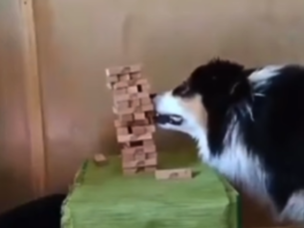 Dog 2024 playing jenga