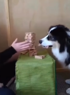 Dog plays Jenga in viral video