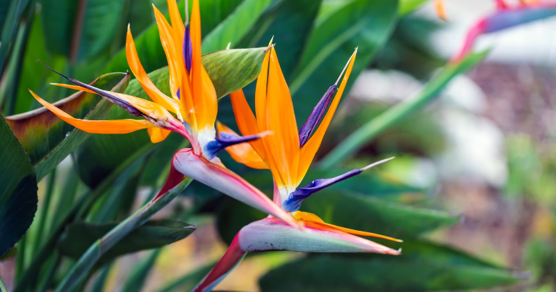 How To Grow Bird Of Paradise Plant