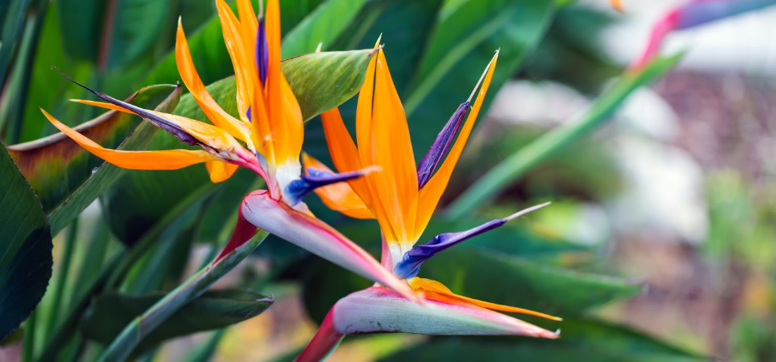How To Grow Bird Of Paradise Plant