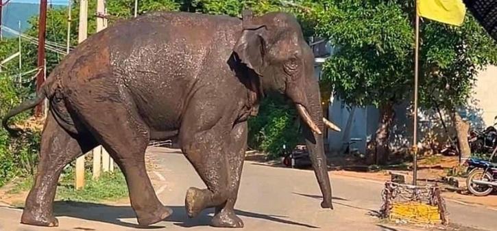 Arikomban And Arisi Raja - The Story Of Two Rice-Loving Wild Elephants ...