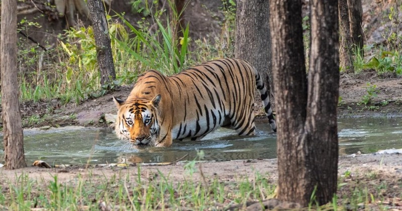 Third Tiger Translocated From Corbett Since 2020 Released In ...