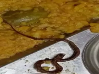 !00 kids fall ill after snake found in mid-day meal
