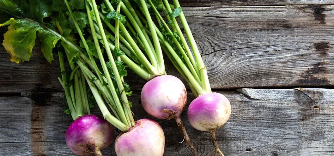 How To Grow Turnip From Sprouting To Produce At Home
