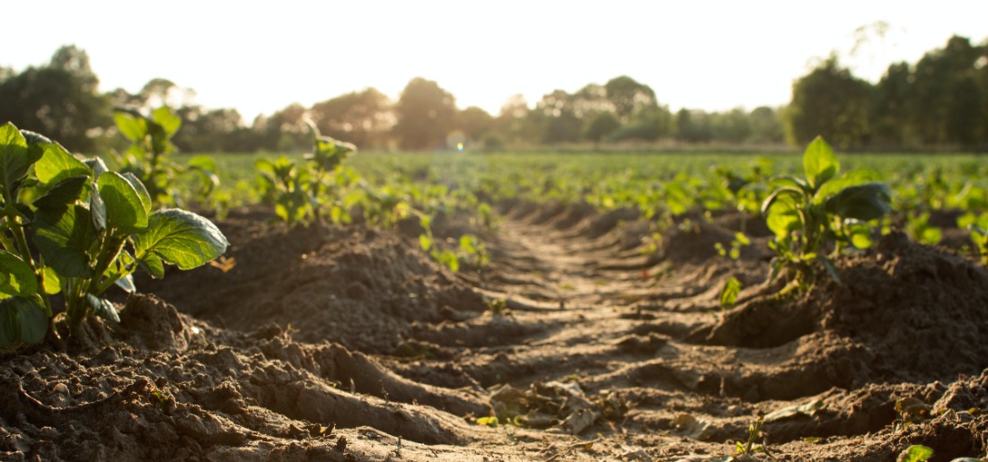 Garden Soil Testing A Guide To Soil Analysis For Home Gardeners