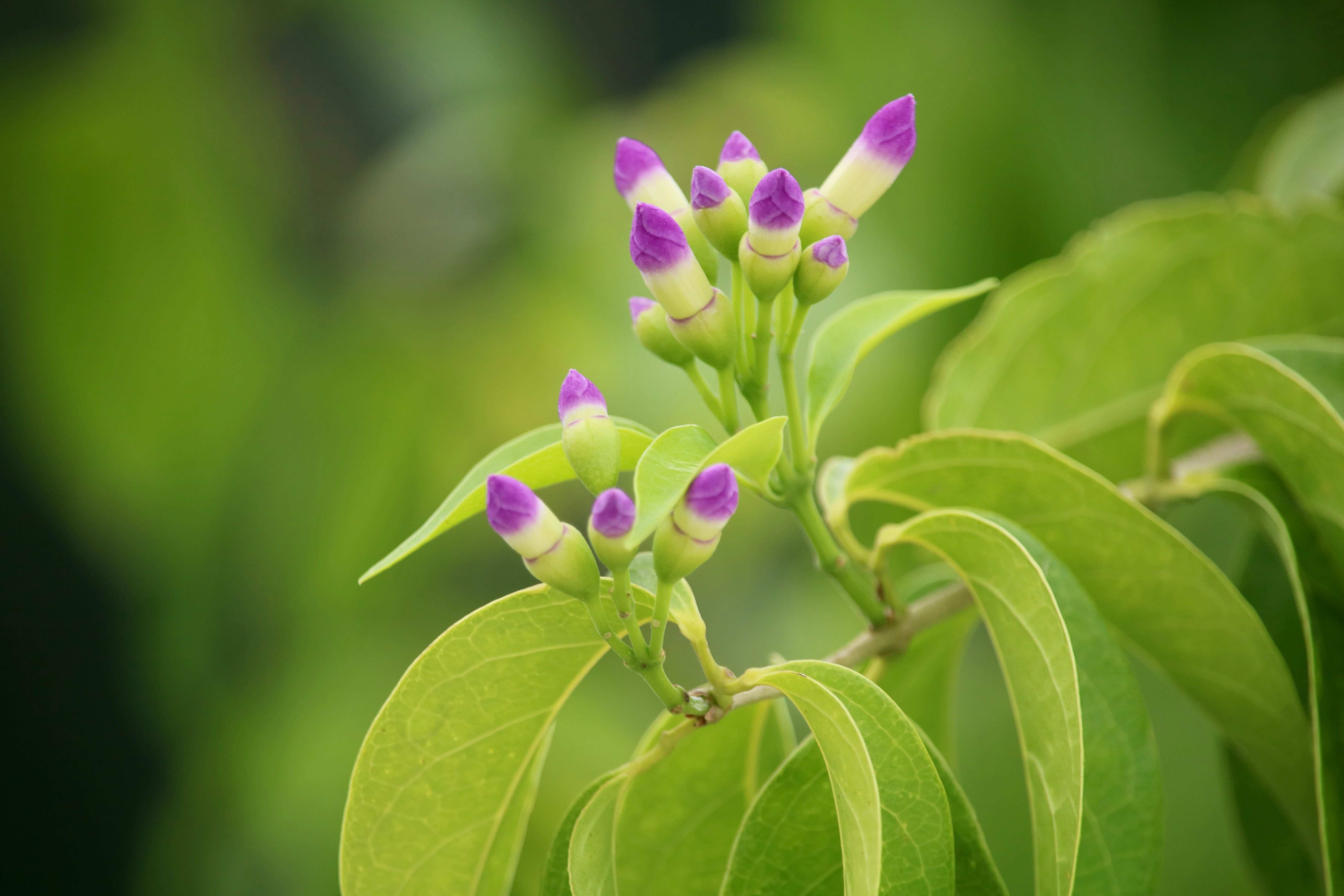 Garlic Vine Plant Everything You Need To Know