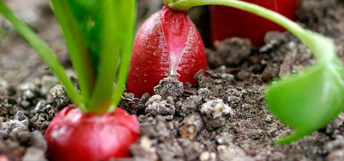 How To Grow Red Radish In A Pot And Containers