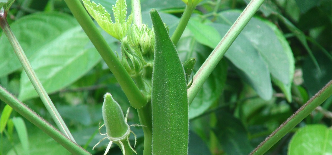 Green Okra Gardening At Home