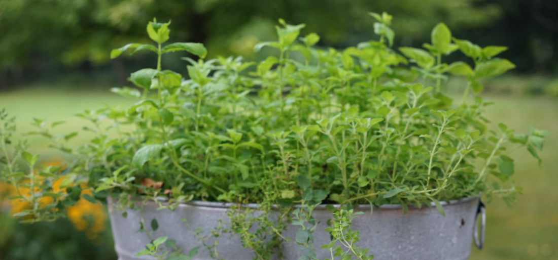 How To Grow Oregano At Home In Easy Steps
