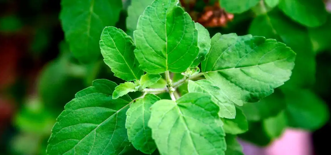9 Amazing Garden Plants That Repel Flies And Pests