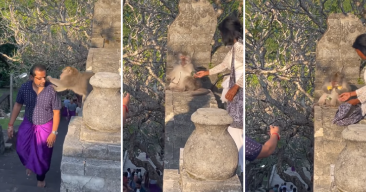 Internet laughs as a woman retrieves a monkey's glasses