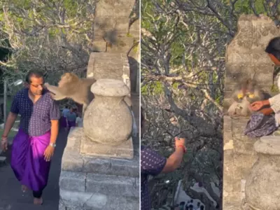 Laughter on the Internet as Woman Retrieves Glasses From Monkey