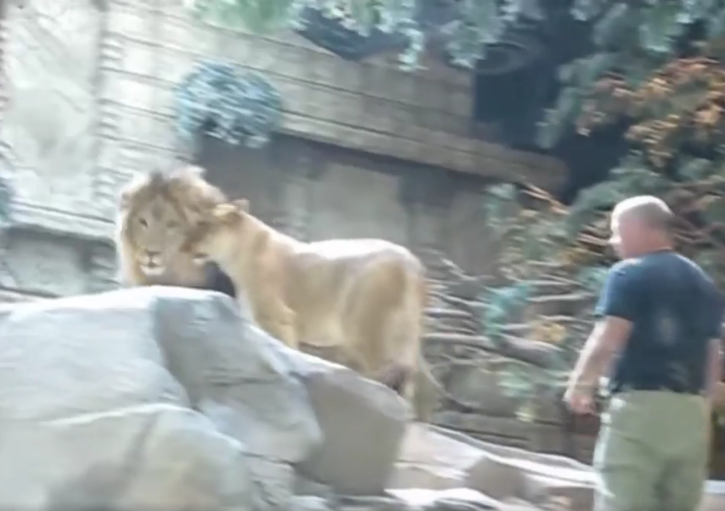 Lioness calms down Angry lion attacking zookeeper