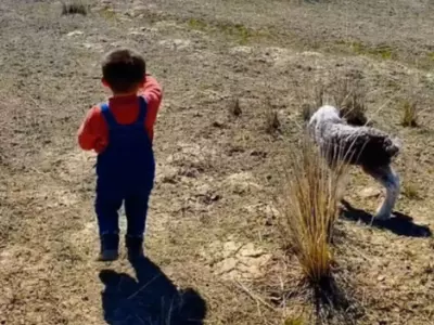 Little boy helps lamb reunite 