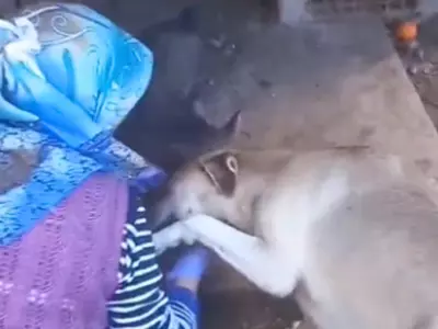 Mama Dog Thanks Human For Feeding Her Puppies
