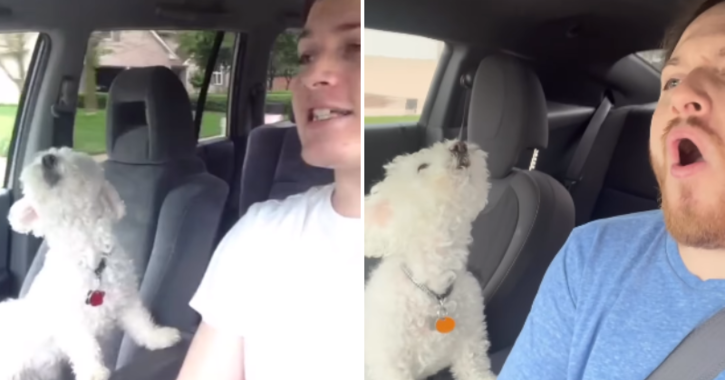 Man brings back an iconic video with a pet dog that captivated the world