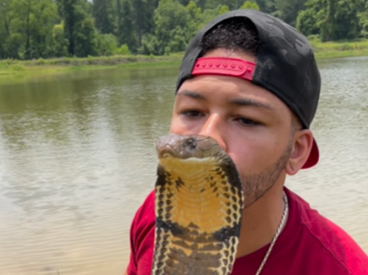 Man kisses a 12 foot cobra